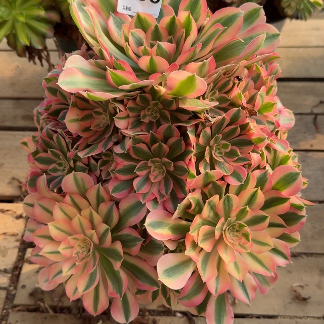 【闪购商品】036多肉