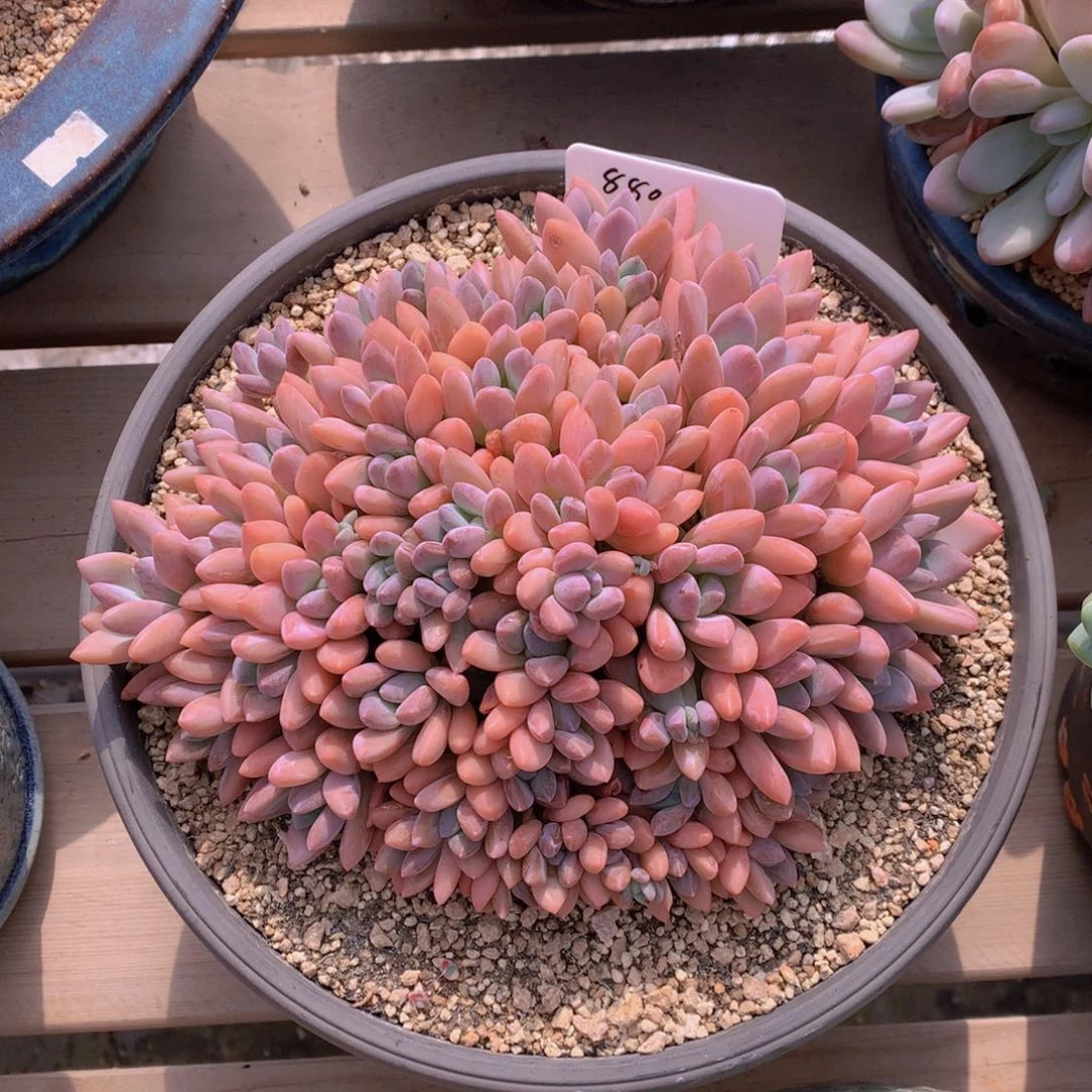 精品多肉植物花卉盆栽花卉