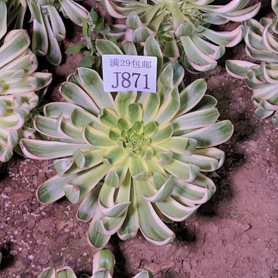 871青莲多肉植物