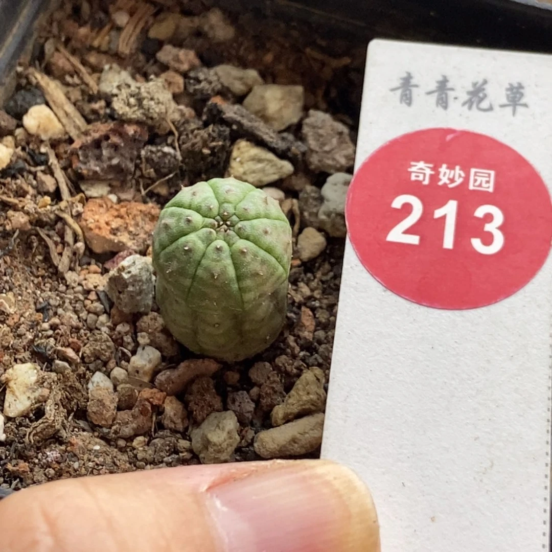 实生龟甲布纹球1.3cm