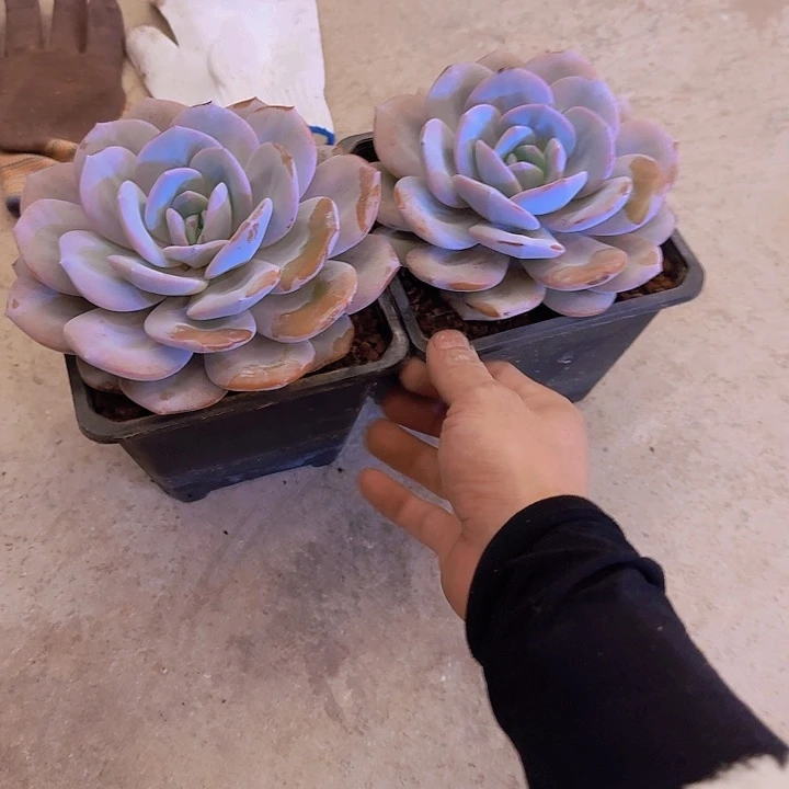 冰***雨奶茶单头点点滴滴大大大