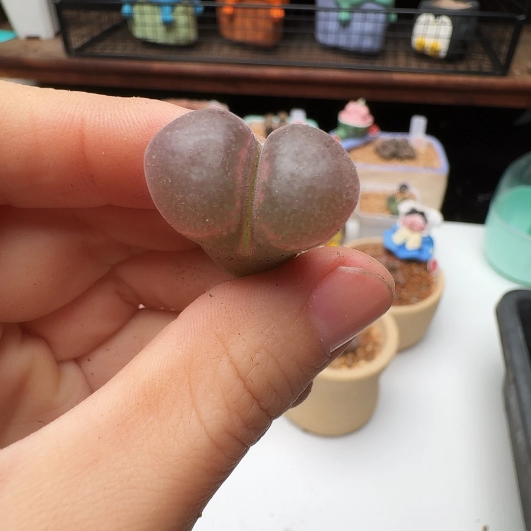 多肉植物福利风铃988