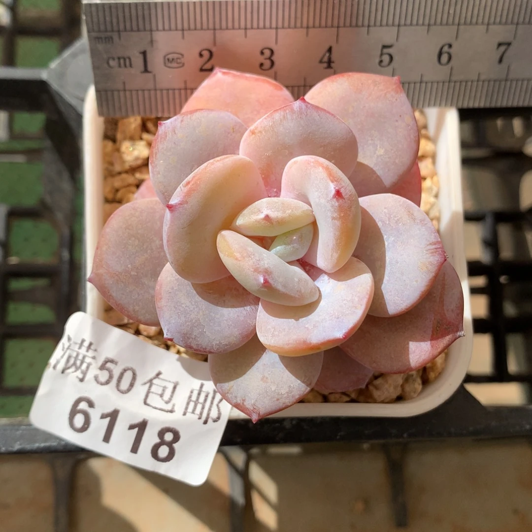 6118。奶茶小腿。