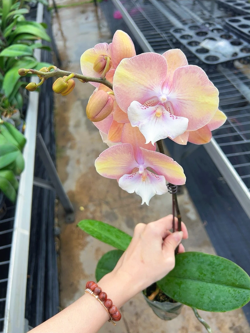 【彩虹独角兽06】2.8寸彩色中花型桌面款带花发货