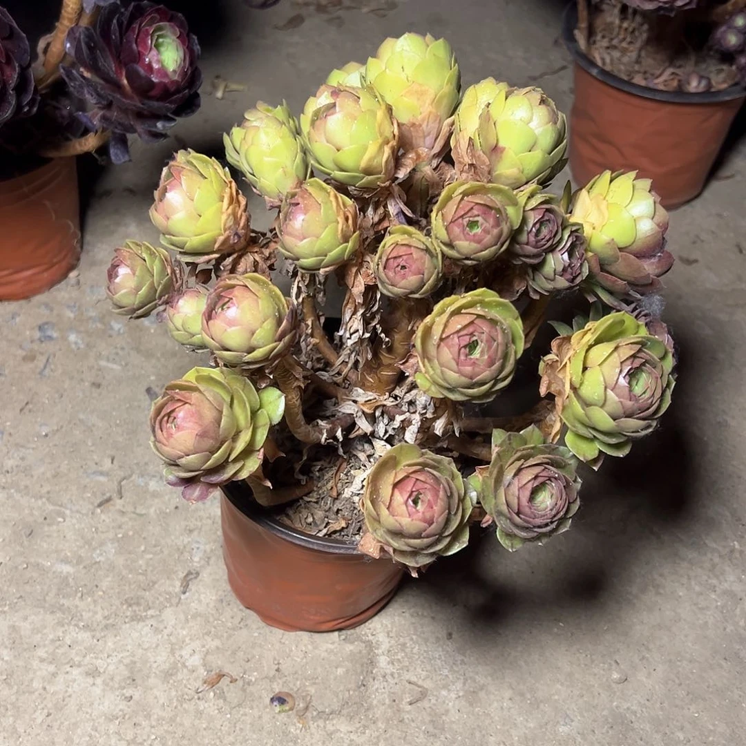 60多肉多肉多肉多肉多肉多肉多肉多肉多肉