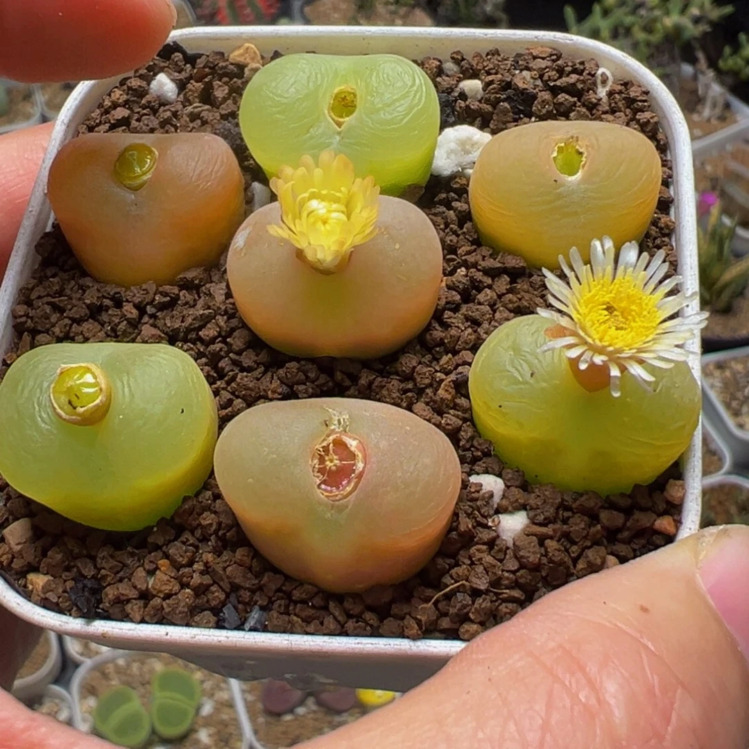 7棵毛桃多肉植物百科