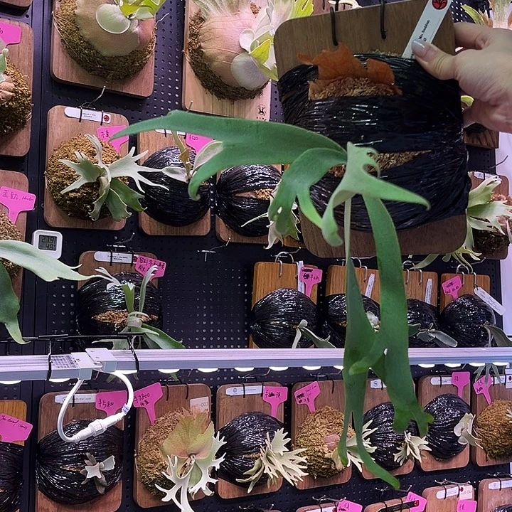 不开花植物卷手波哥苏丹