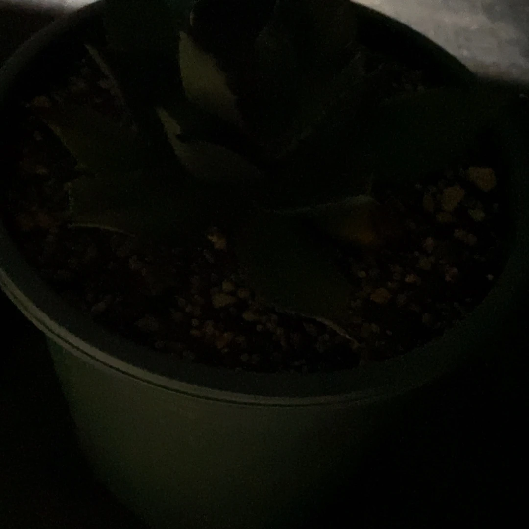 多肉植物龙蛇兰植物