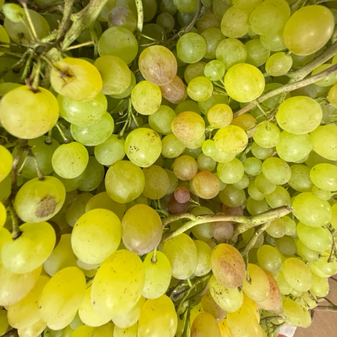 大连小蜜蜂葡萄嘎嘎好吃(500克)辽宁省
