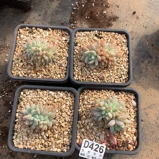 橙子缀化4颗426 亏本处理退款拉黑7/8天发货