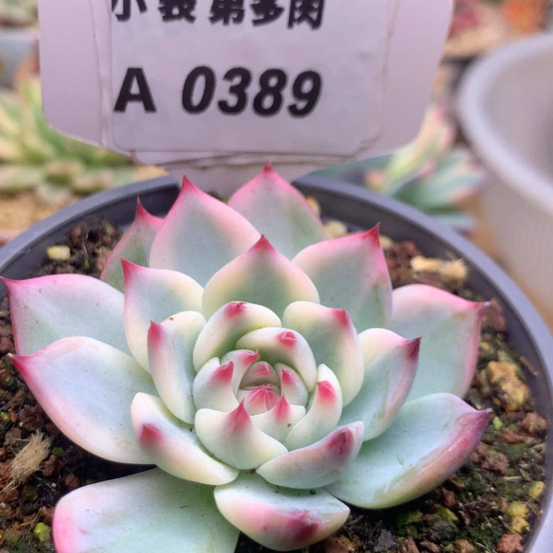 389哈哈哈哈哈哈上去