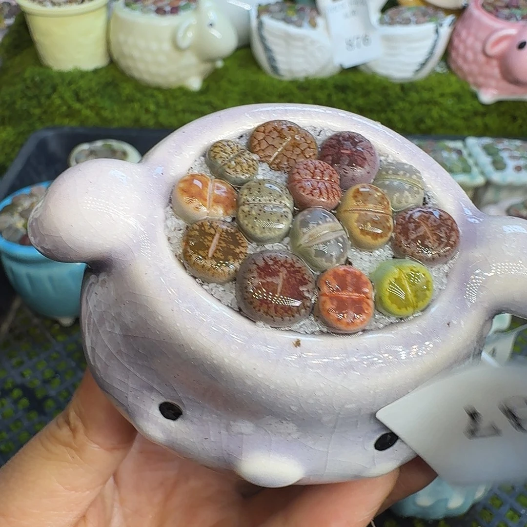 多肉植物福利冲937