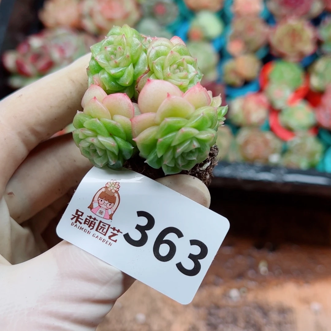 多肉植物多肉植物