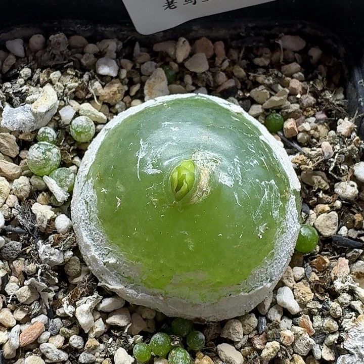 老马生石花3.4灯泡母本2556