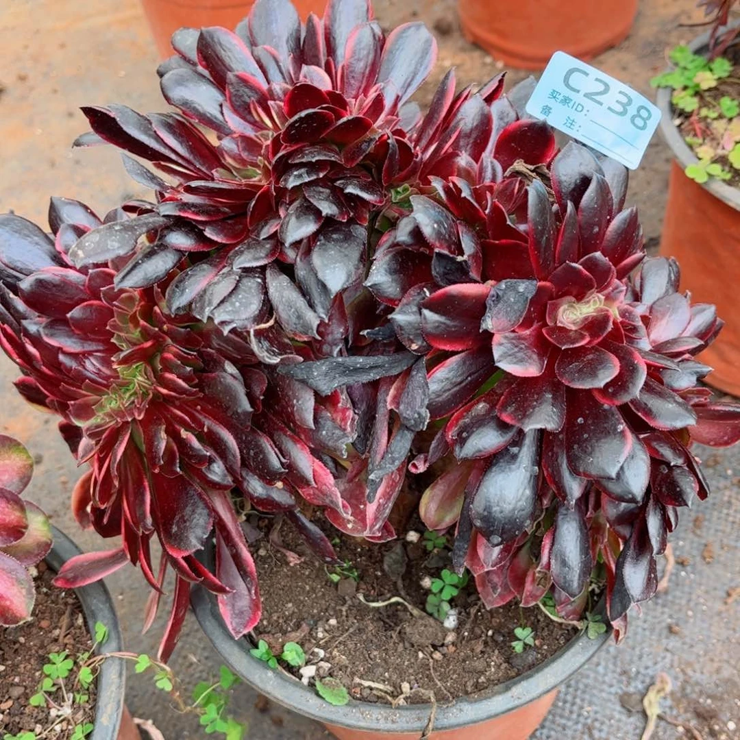 多肉植物238欧嘉莉