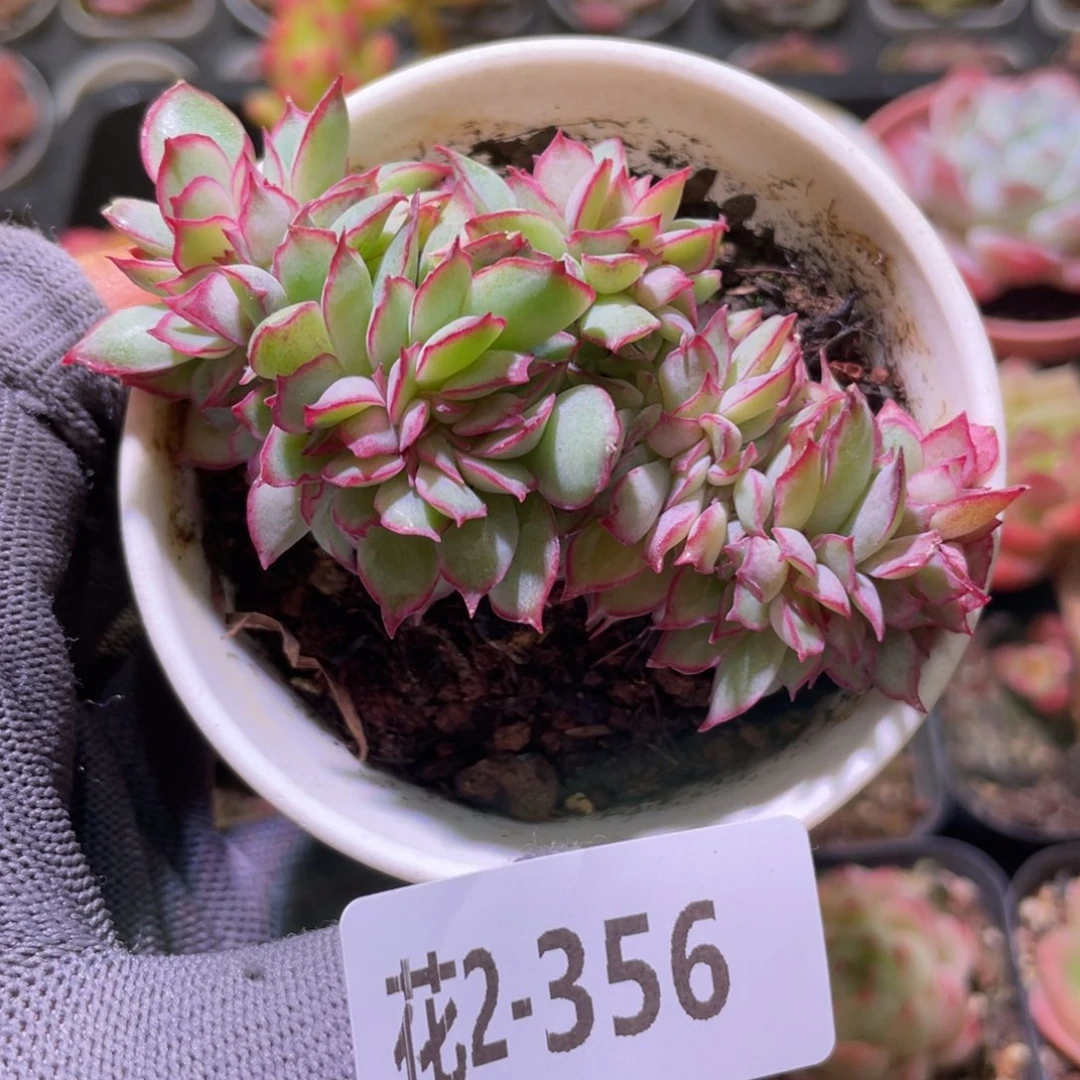 花利美2-356月光女神缀化