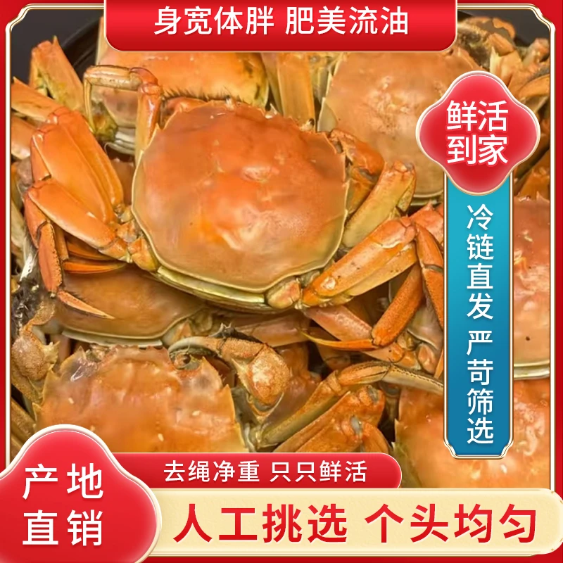 （省外）全母蟹活蟹盘锦河蟹1.3-1.6两3斤顺丰包邮