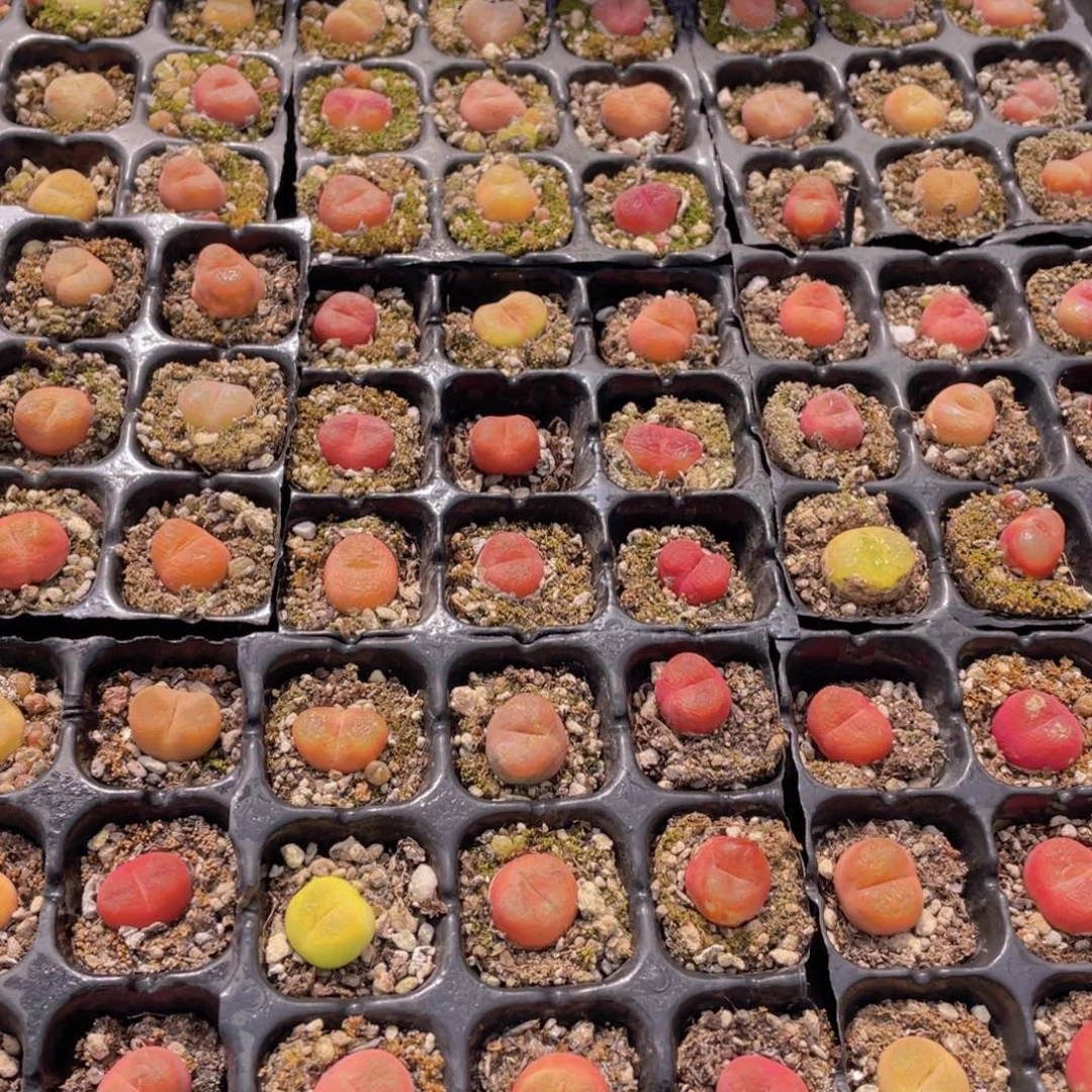 量拍13号 六年毛汉尼小可爱组合9个