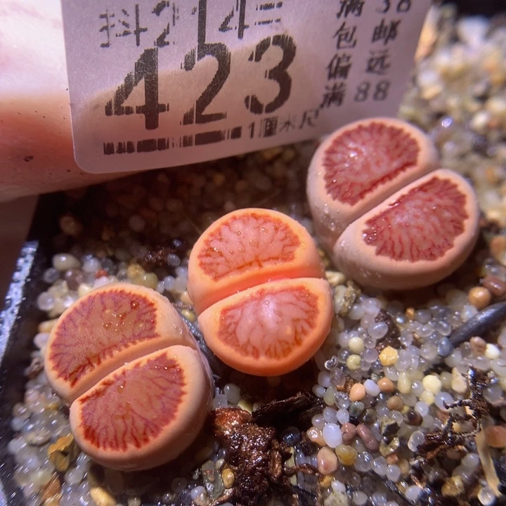 精品生石花214.423