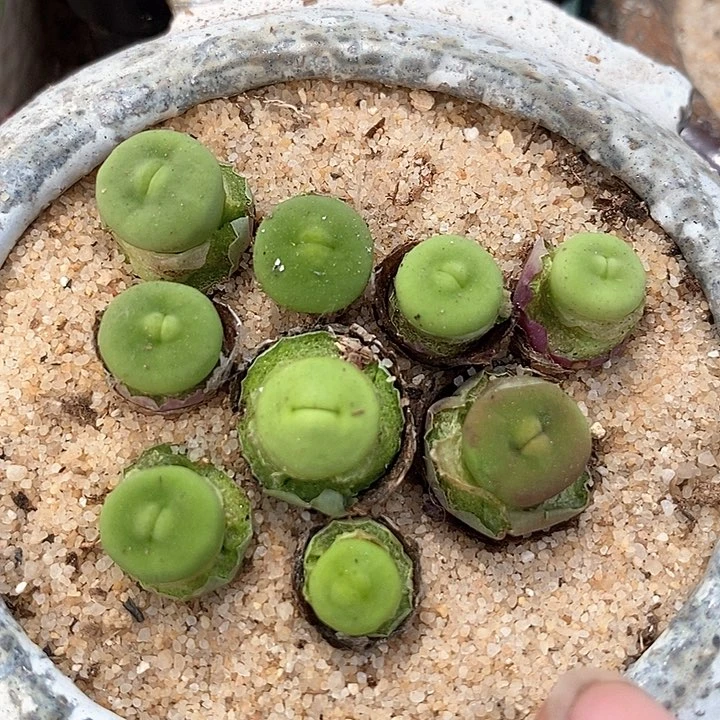 11520嘟嘟嘴一颗