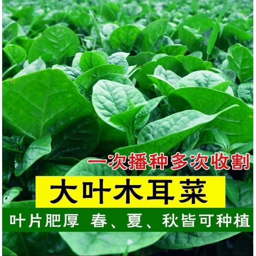 【大叶木耳菜种子】大叶木耳菜蔬菜种子四季种植阳台盆栽