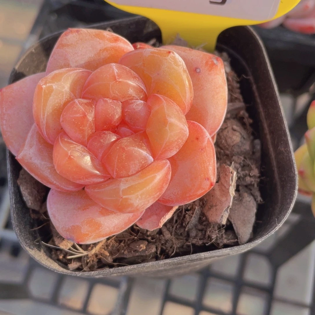 956号 全状态糖心大白兔