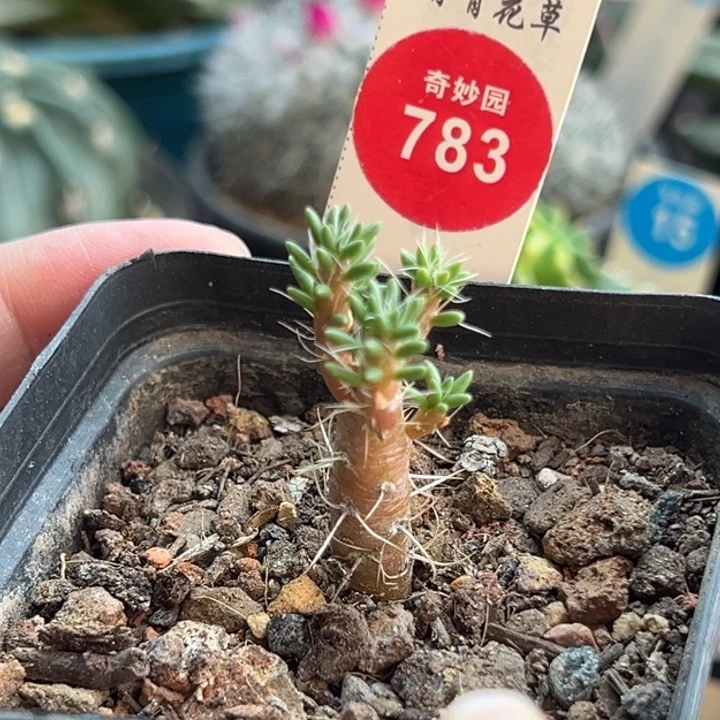 实生迪吹团扇一棵仙人球