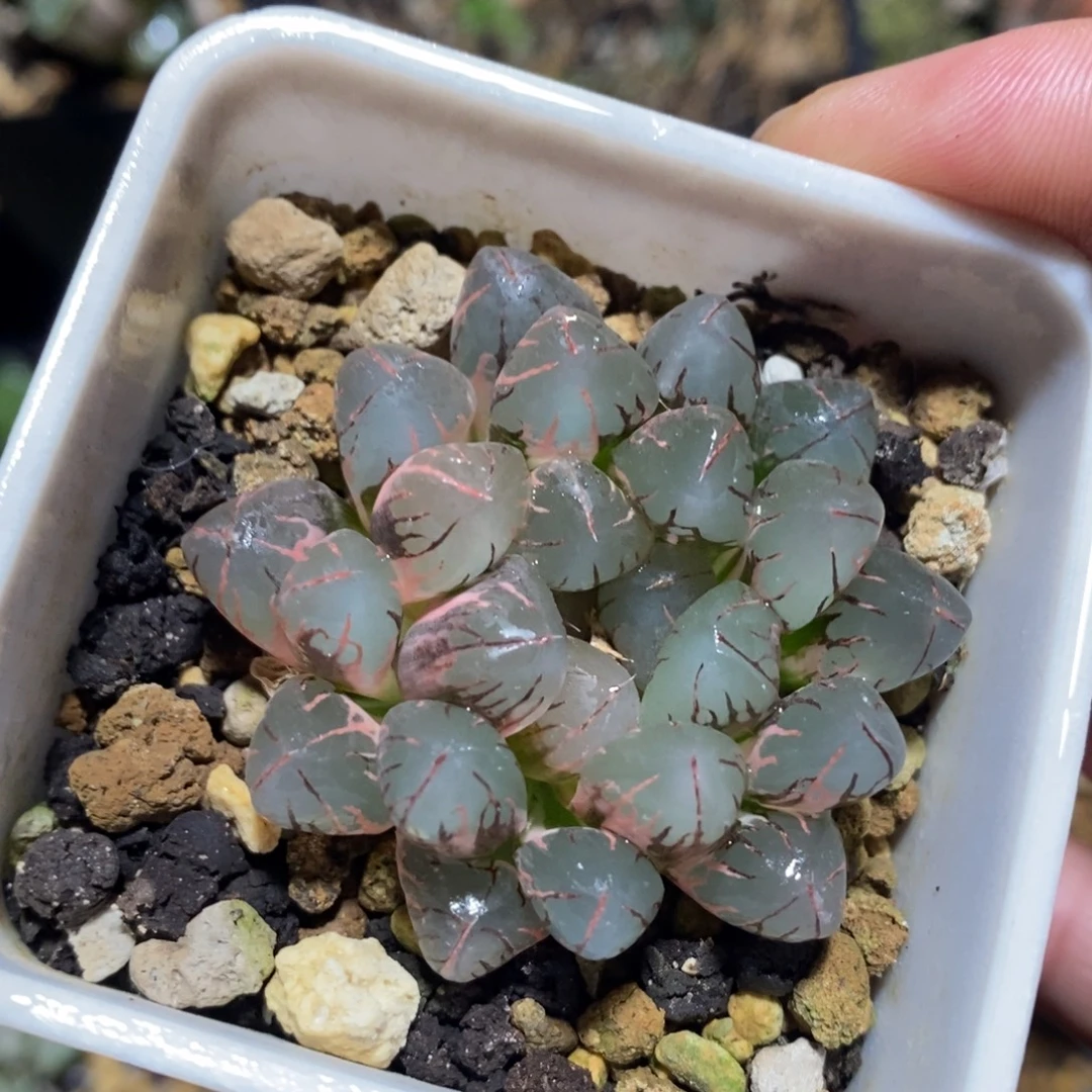 一颗实生玉露锦 开播福利