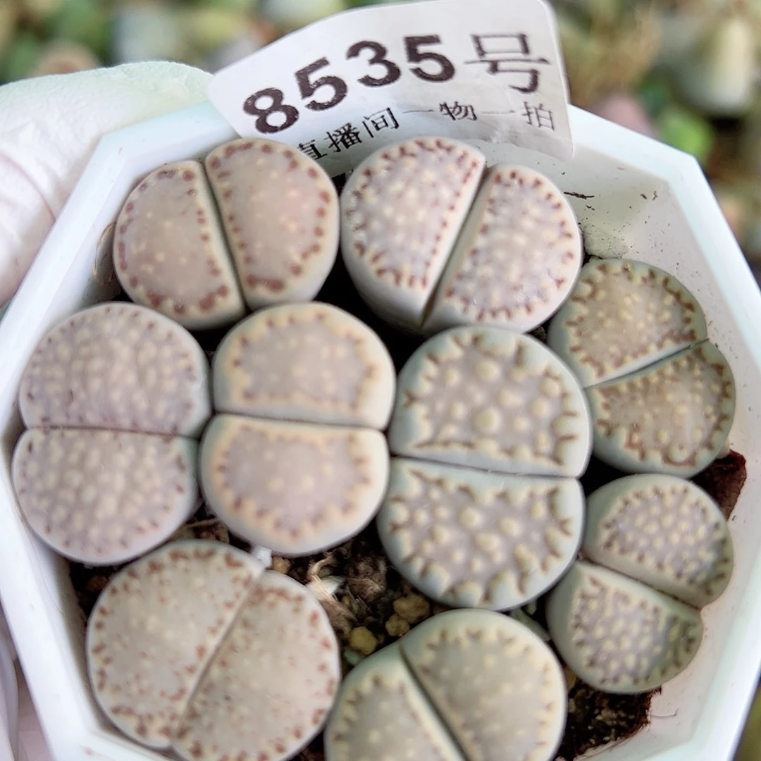 8535 好养易活生石花大母本