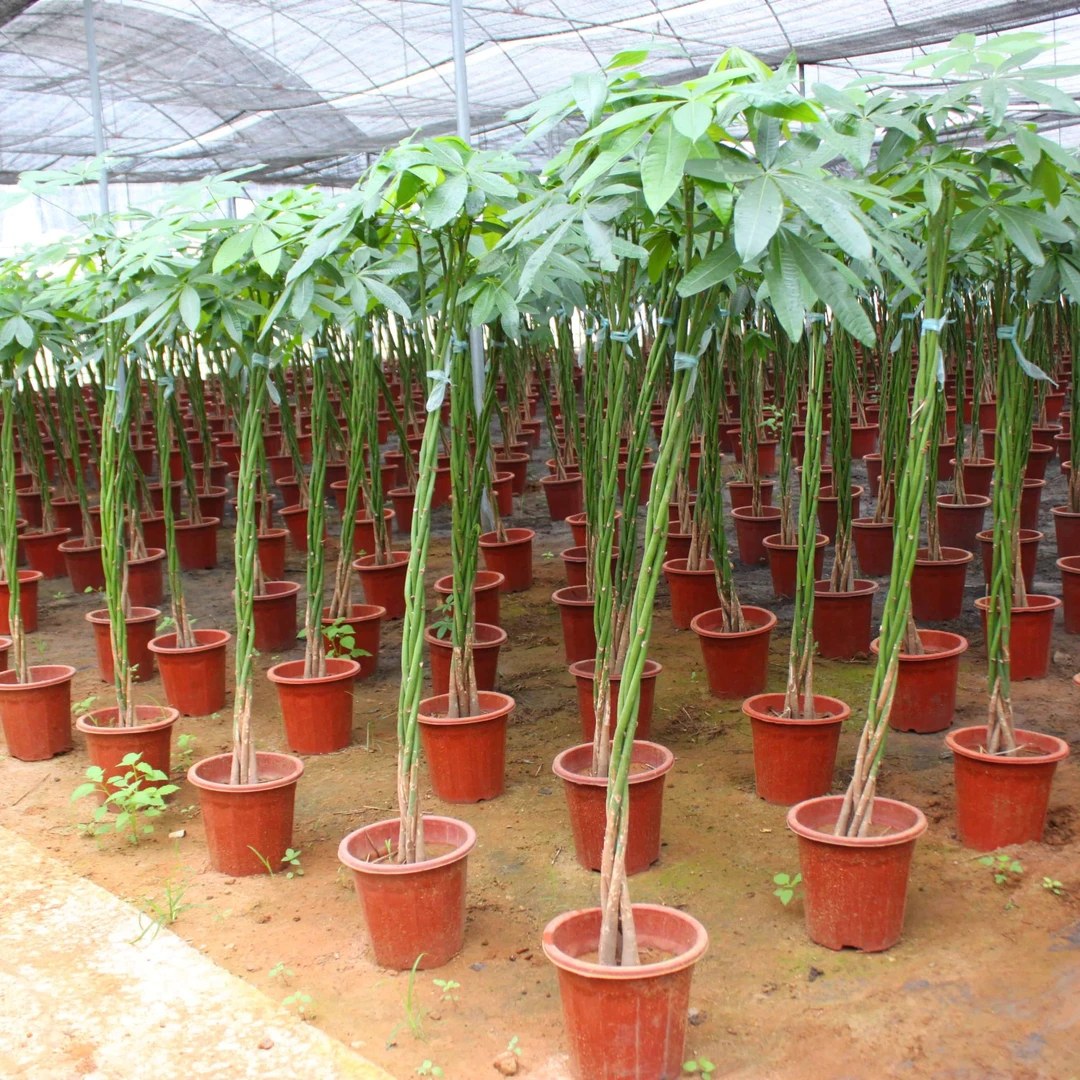 五福发财树室内客厅大盆栽植物开业乔迁居家易养绿植大型种植基地