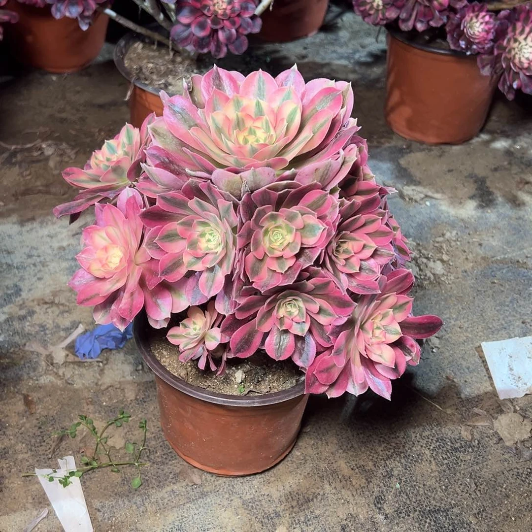 秋*138多肉00000000000000000