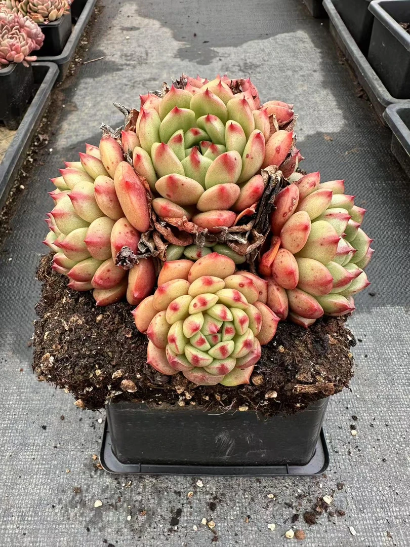 16#五彩猪儿虫多肉植物  前男友精品多肉