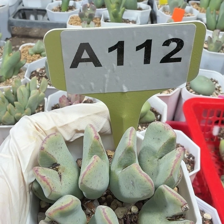 112密密麻麻奶奶男男女女呢