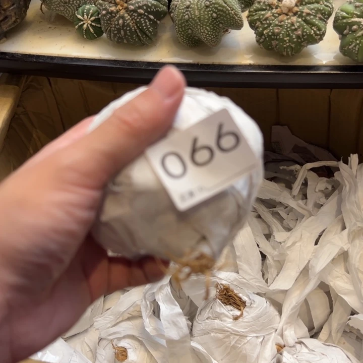 兜星球仙人球066号球