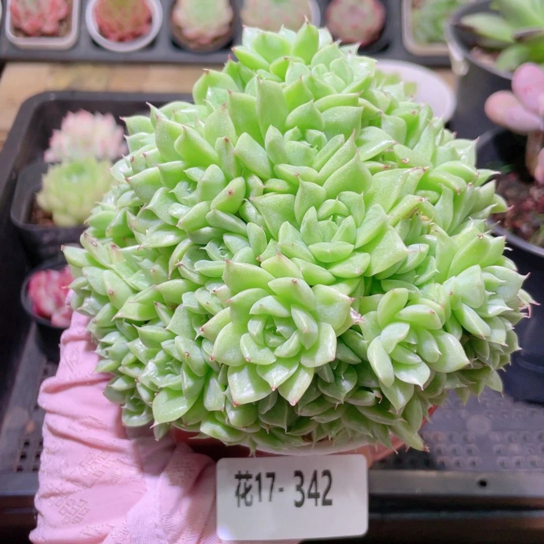 花利美17-342麦秆