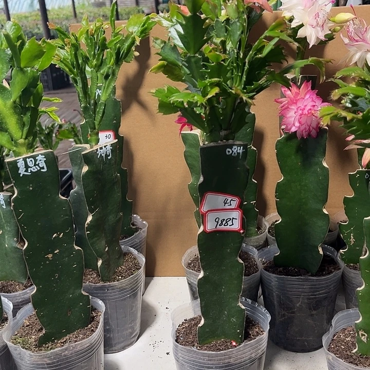 侯***發当前无花朵，栽培后可花朵084