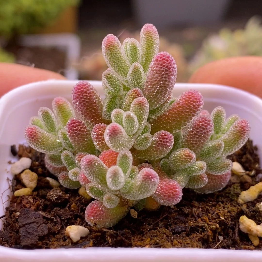 ᝰ****135实生冰晶带盆。