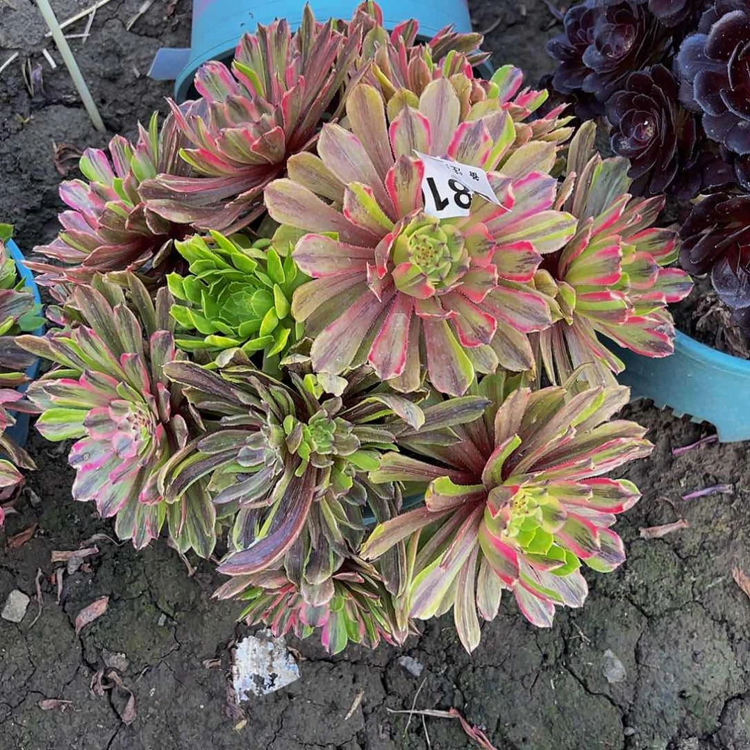 粉黛法师14–50包邮