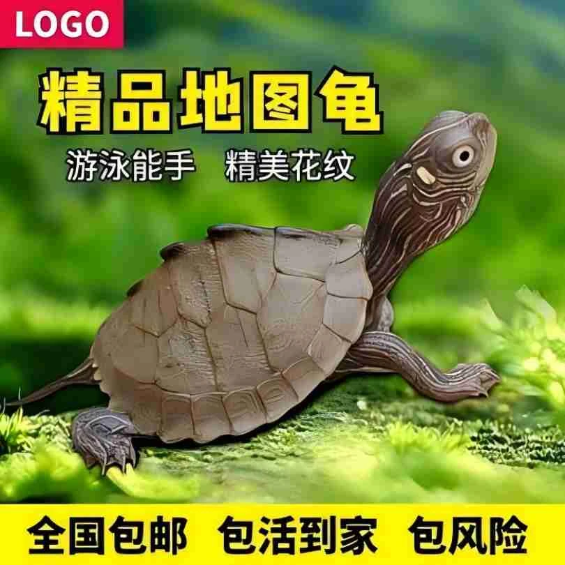 宠物龟宠物活体测试链接