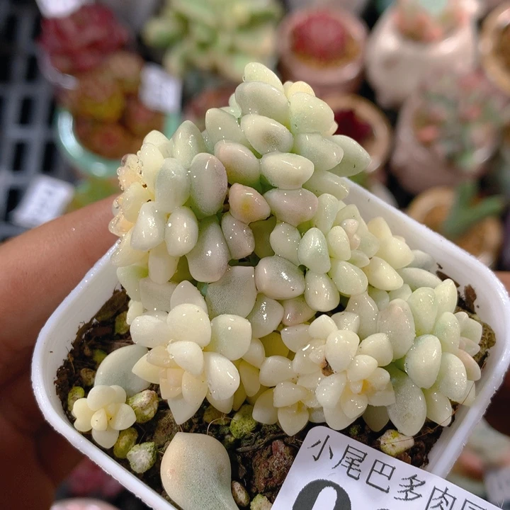 YA小尾巴5cm迷你拇指盆栽081
