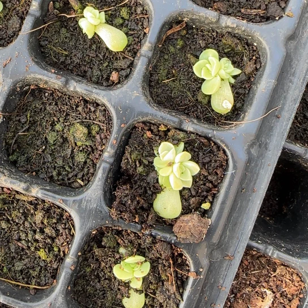 明月珠穴一个满25包邮