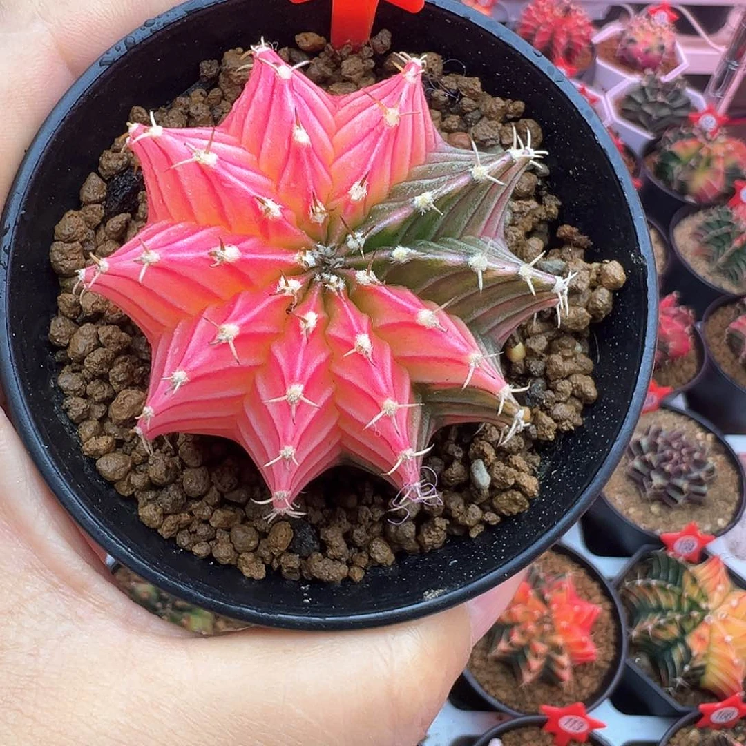 21-肋骨锦带盆土发货