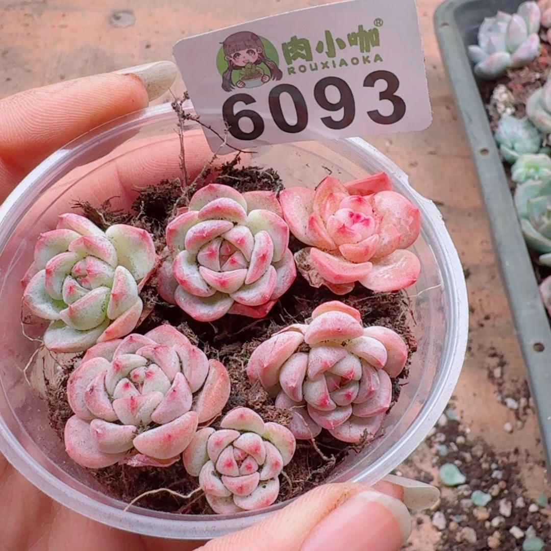 多肉植物多肉植物