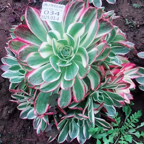 静*3.4-34海王多肉植物