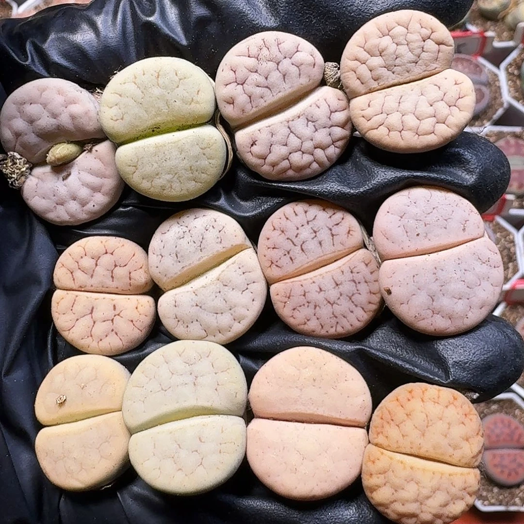 生石花111111。   288