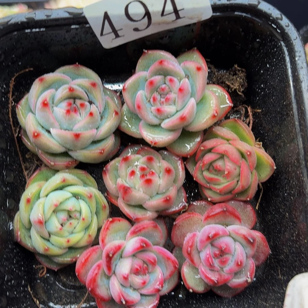 赛****g多肉植物多头肉植物494