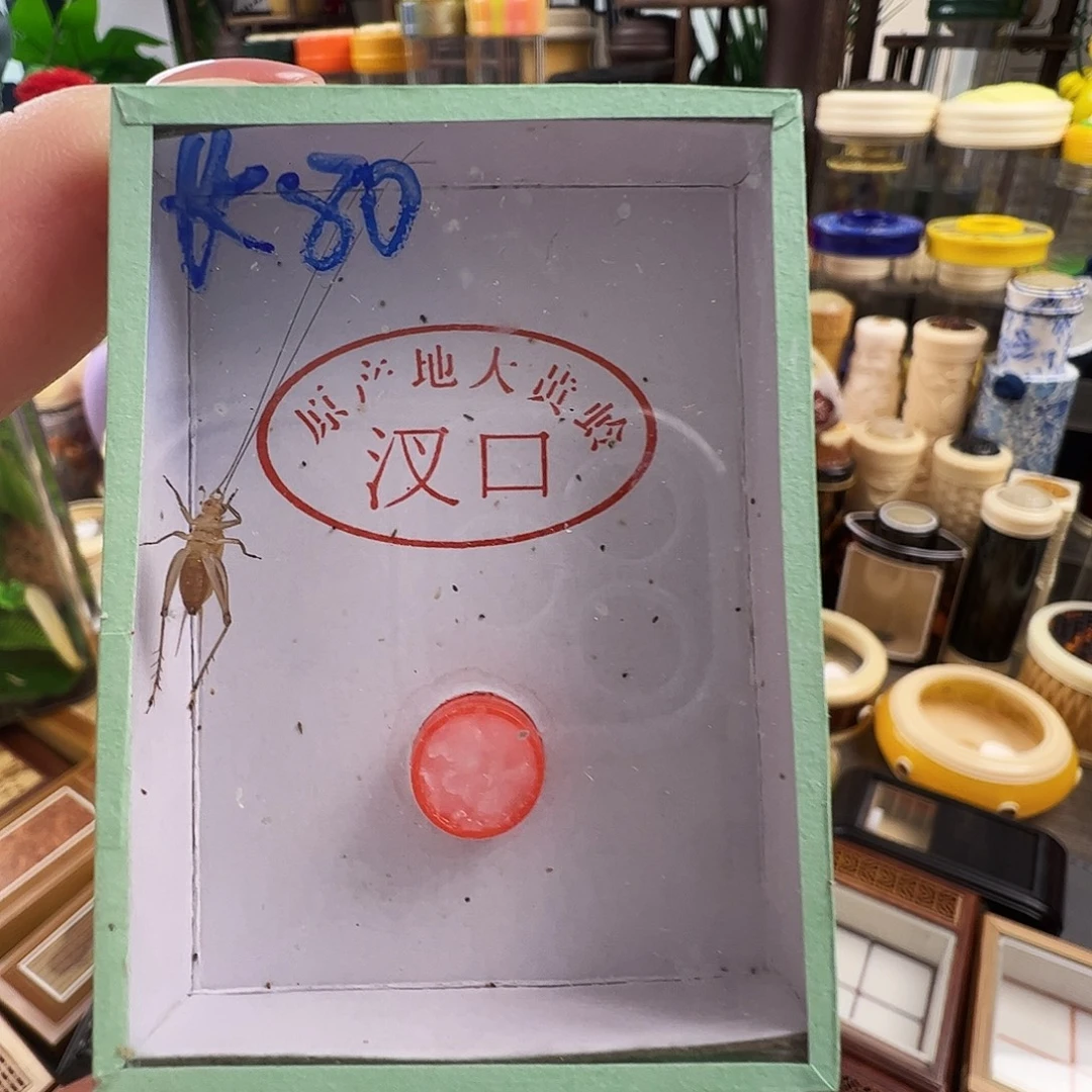 哈哈哈段须大黄蛉一个