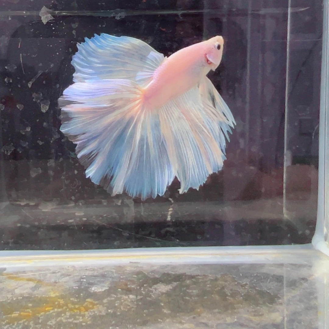 斗鱼浅色特殊尾hhhh