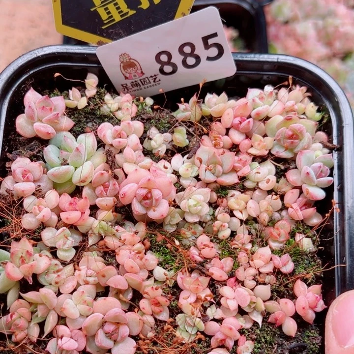 多肉植物多肉植物