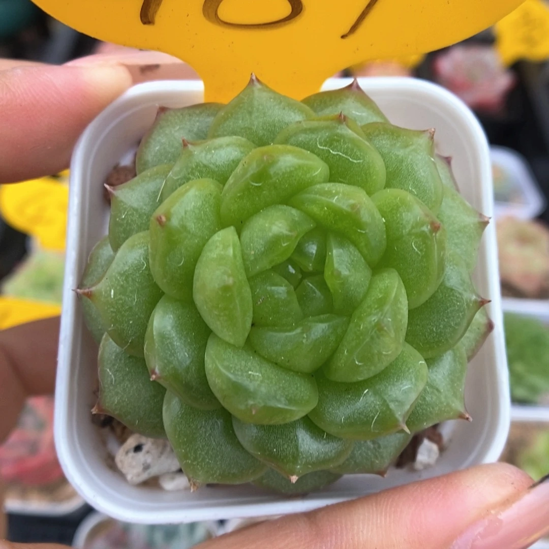 灯泡珍妮可拍481号。